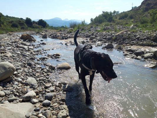 Como preparar a tu perro para correr por montaña