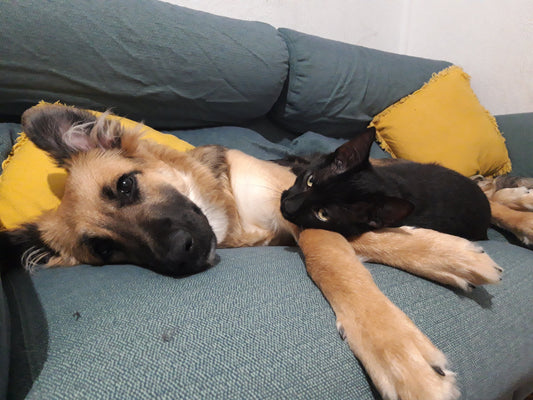 ¿Es seguro dar atún a tu perro? Beneficios y precauciones que debes tener en cuenta